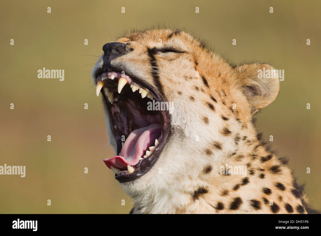 Sbadigliare ghepardo (Acinonyx jubatus), Massai Mara, Serengeti, Rift Valley provincia, Kenya Foto Stock