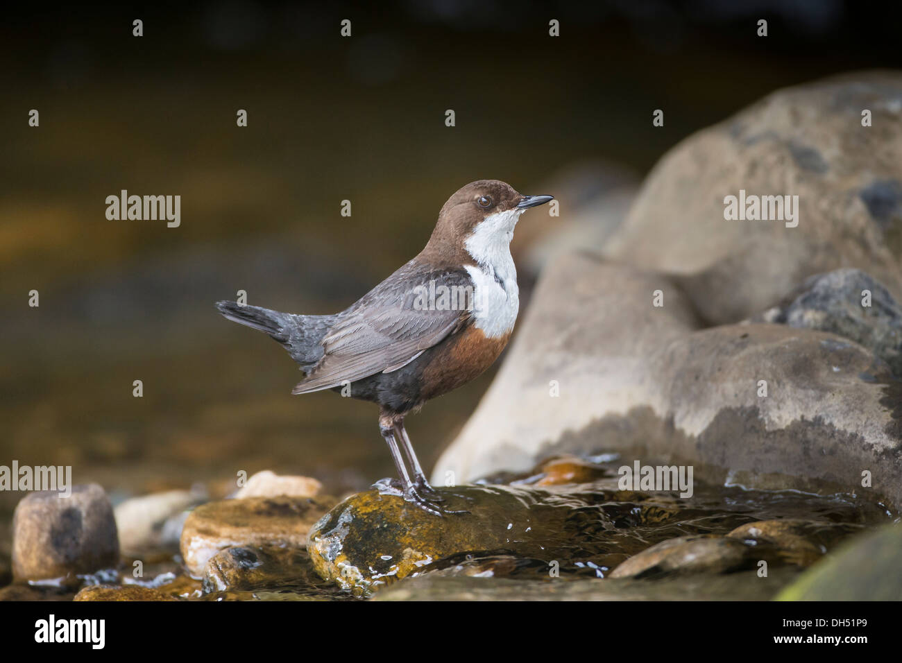 Europeo, bianco throated, bilanciere (Cinclus cinclus) la pesca di larve in fiume. Yorkshire Dales, North Yorkshire, Inghilterra, Regno Unito Foto Stock