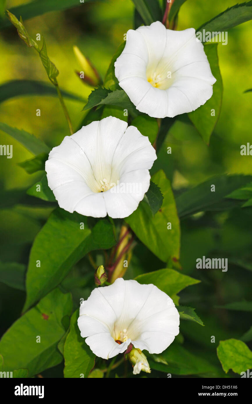 Fioritura Hedge Centinodia o Lady del bicchierino (Calystegia sepium ssp. sepium, Convolvulus sepium) Foto Stock