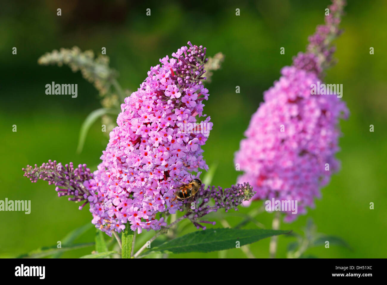 Fioritura viola Buddleja, Buddleia, Estate lilla o Butterfly-Bush (Buddleja "Buzz blu") Foto Stock