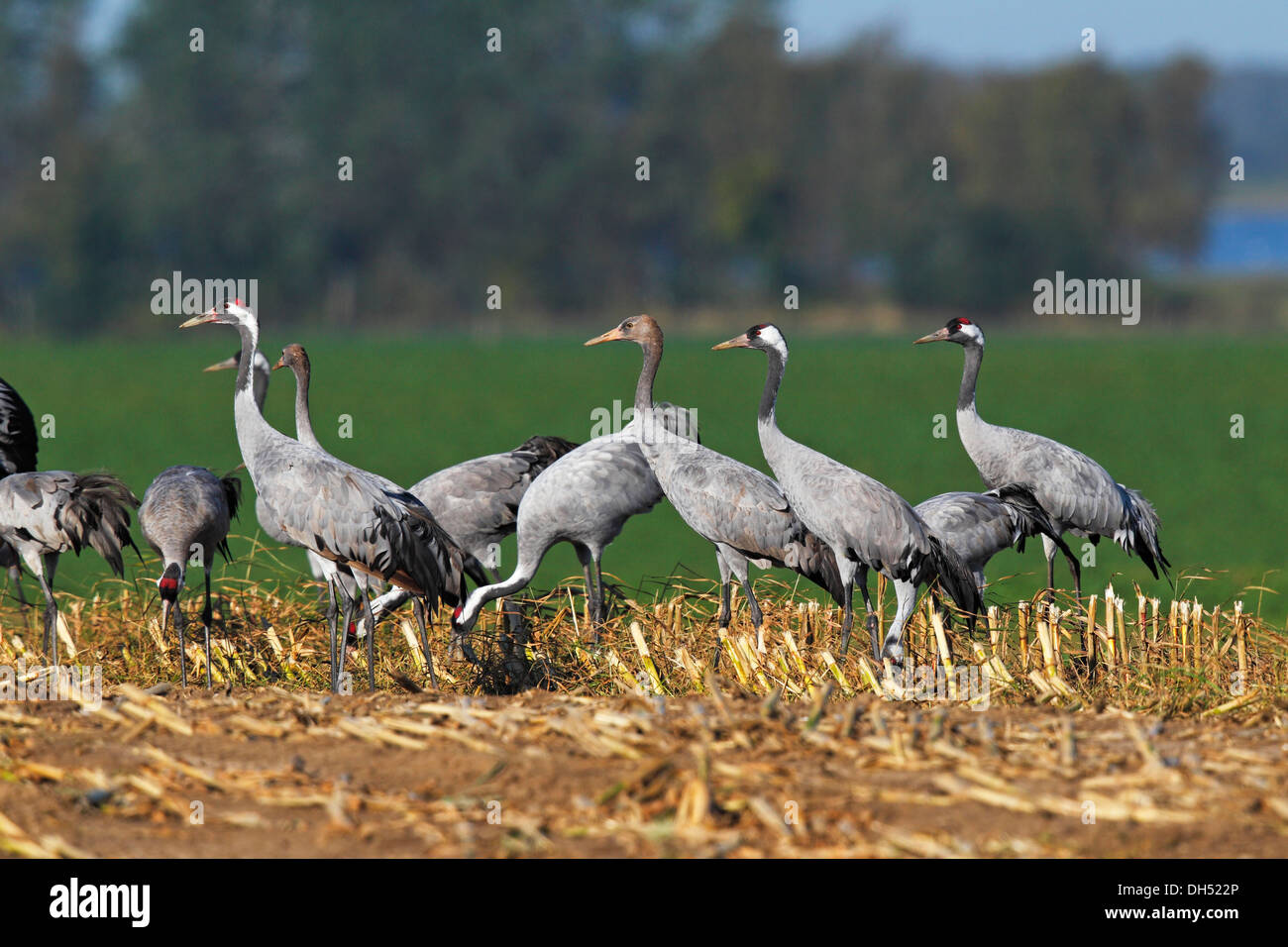 Gru Gru grigio (grus grus), gli uccelli giovani e uccelli adulti, migrazione, rovistando su un raccolto cornfield, regione Ruegen-Bock Foto Stock