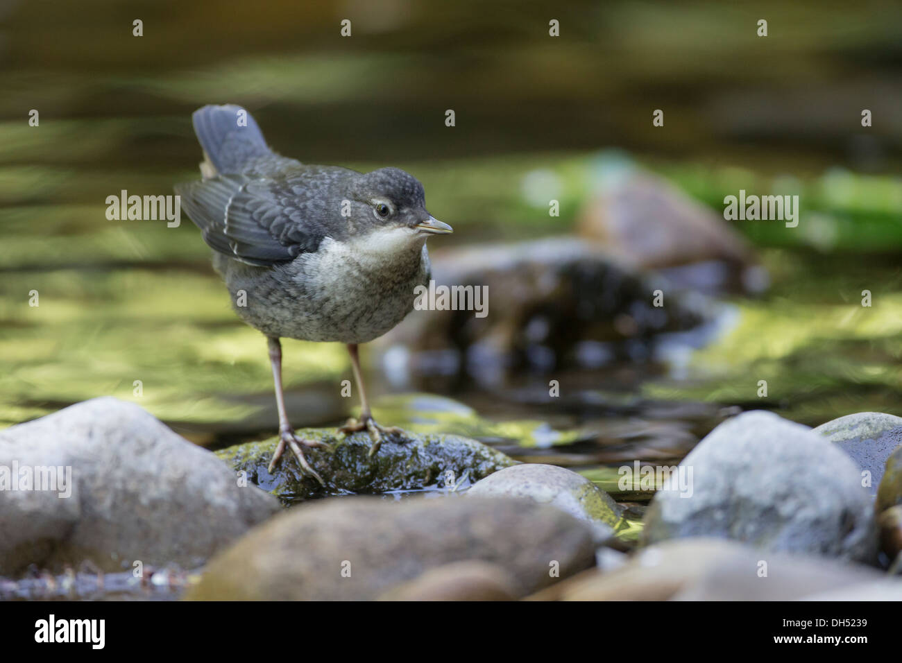 I capretti Europeo, bianco throated, bilanciere (Cinclus cinclus) si è levato in piedi nel fiume. Yorkshire Dales, North Yorkshire, Inghilterra, Regno Unito Foto Stock