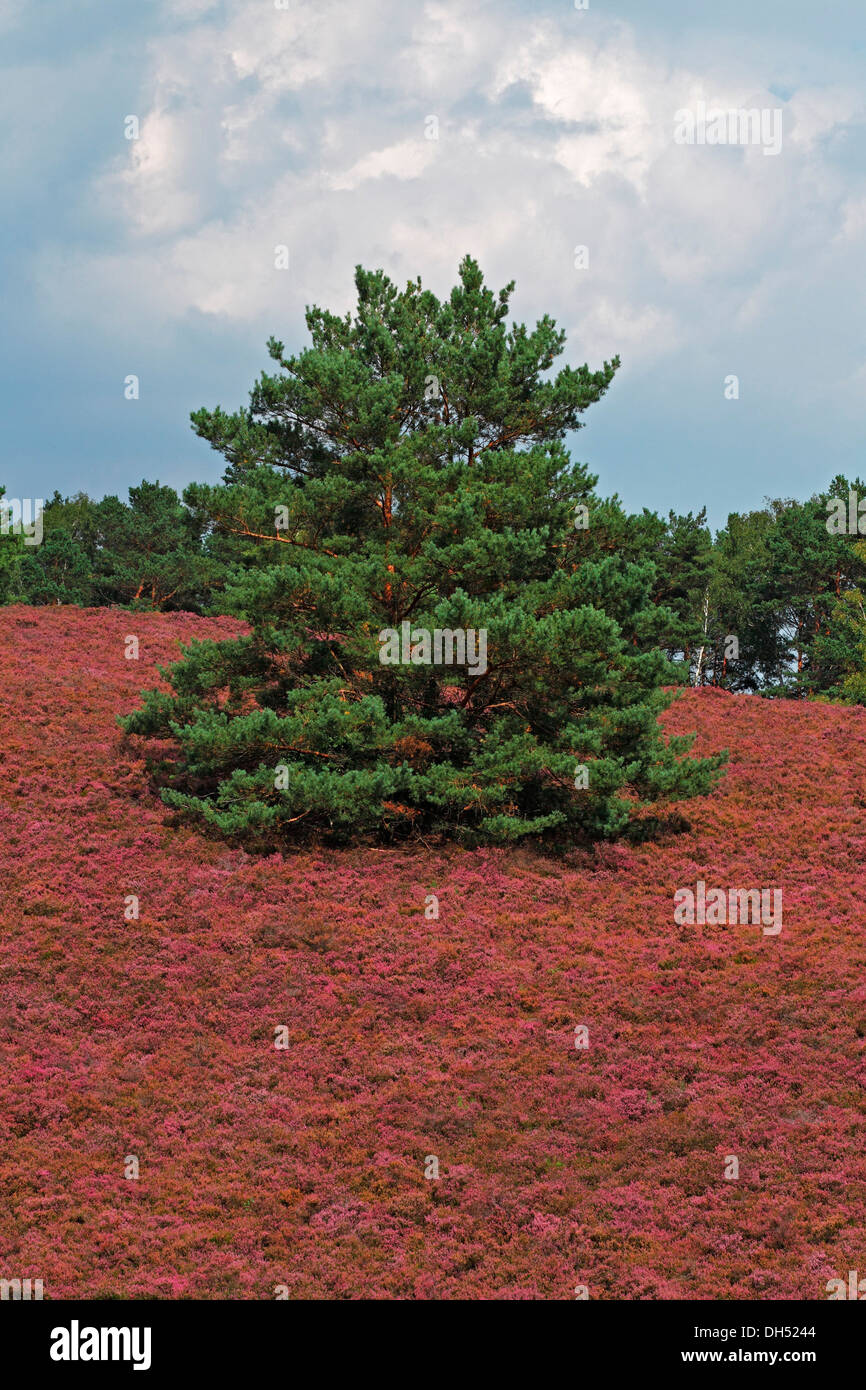 Pino (Pinus sylvestris) in un paesaggio di brughiera con fioritura di Erica comune (Calluna vulgaris), Fischbek Heath Riserva Naturale Foto Stock