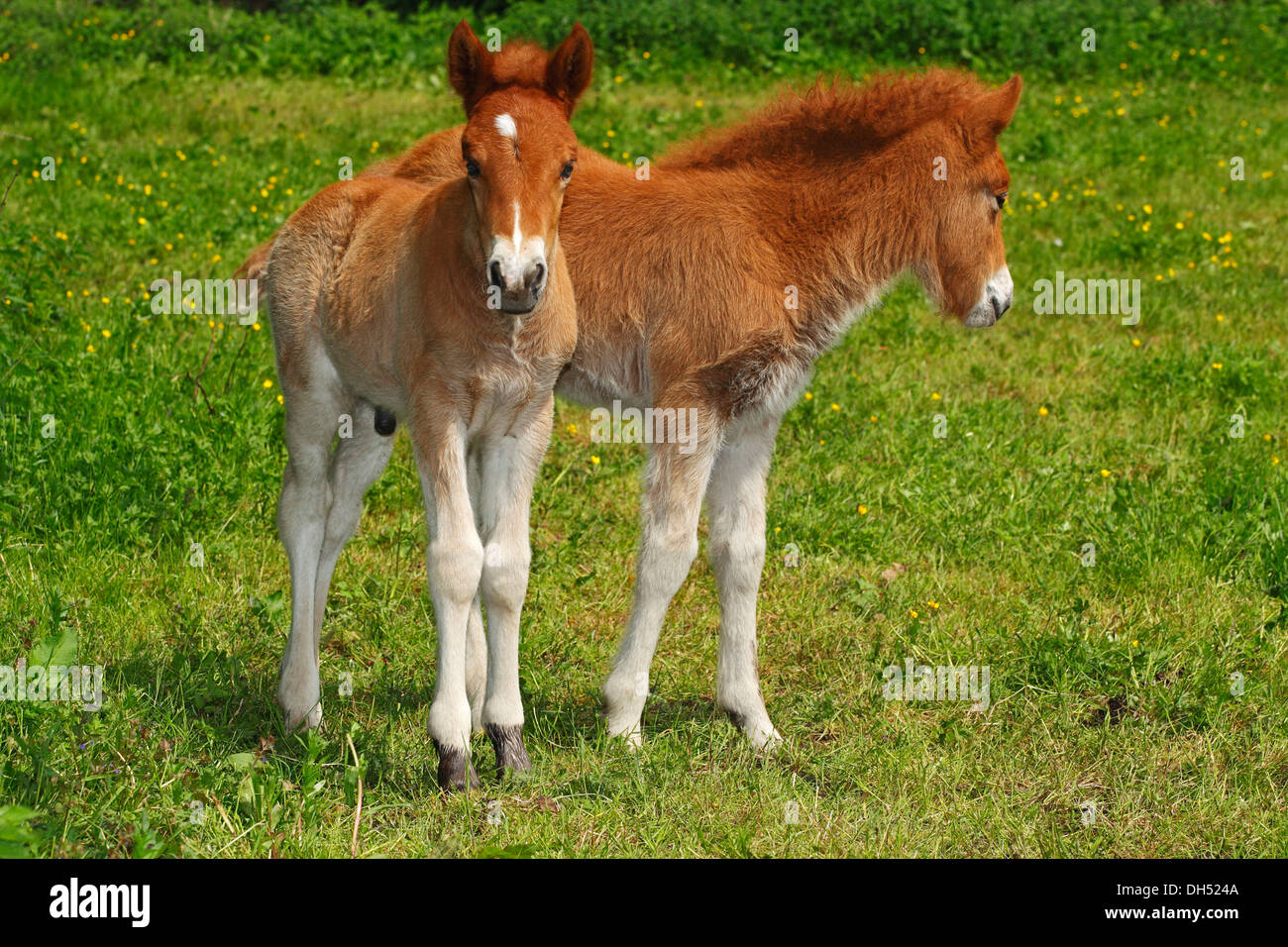 Cavalli islandesi, due puledri Foto Stock