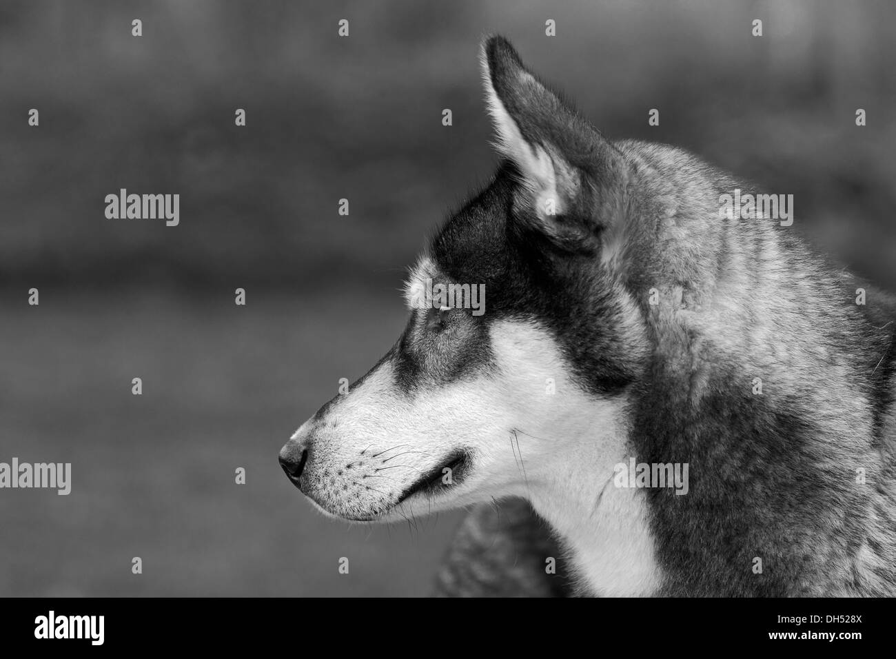 Siberian Husky,, Nordic Sled Dog, maschio, un anno, ritratto, Germania Foto Stock
