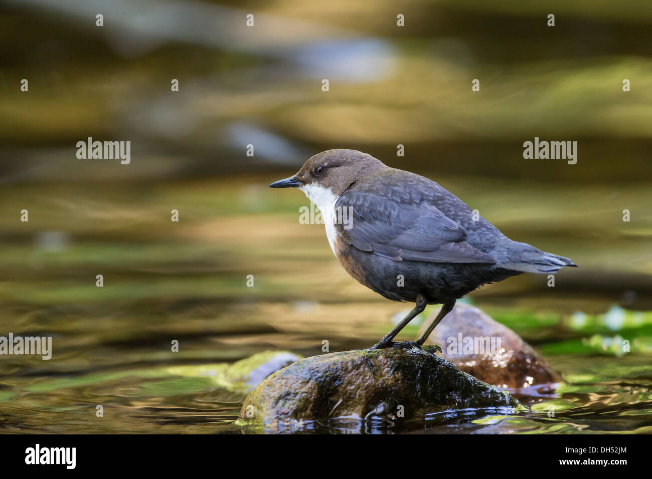 Europeo, bianco throated, bilanciere (Cinclus cinclus) la pesca di larve in fiume. Yorkshire Dales, North Yorkshire, Inghilterra, Regno Unito Foto Stock