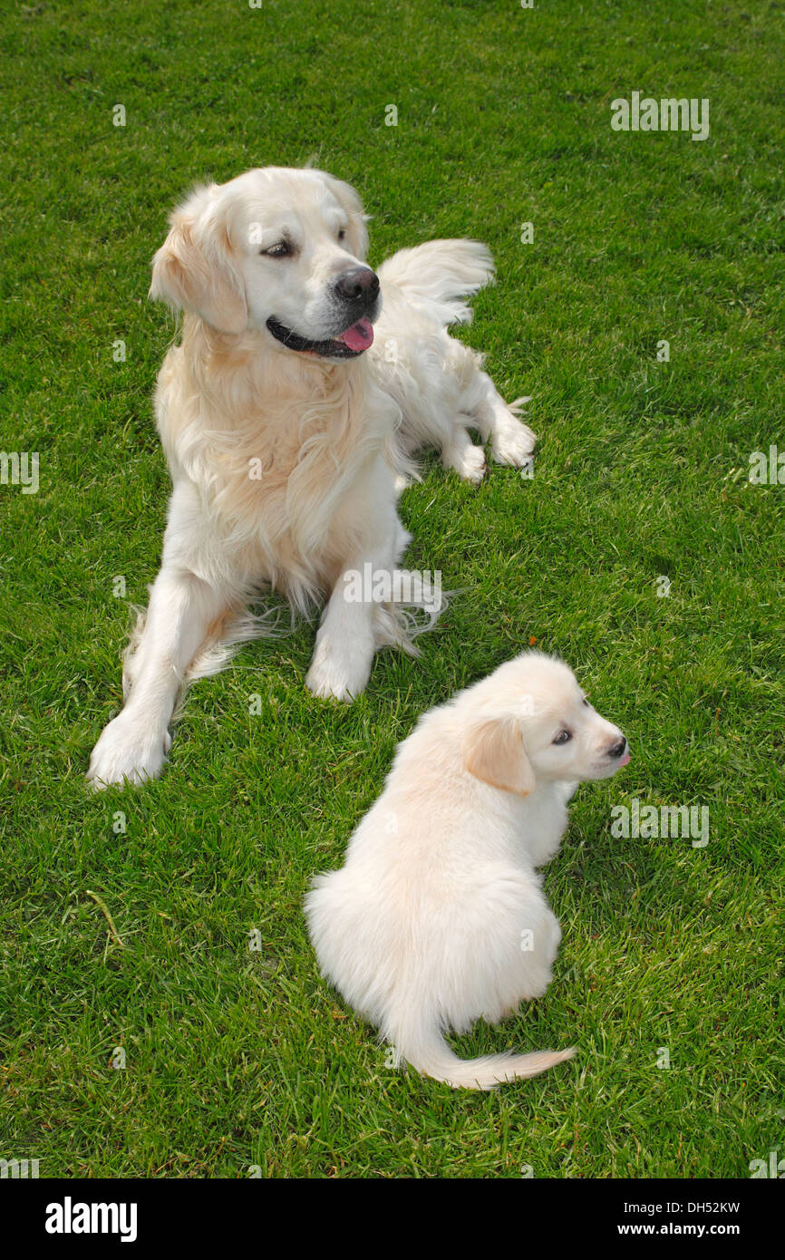 Il Golden Retriever, cane maschio e cucciolo su un prato, Germania Foto Stock