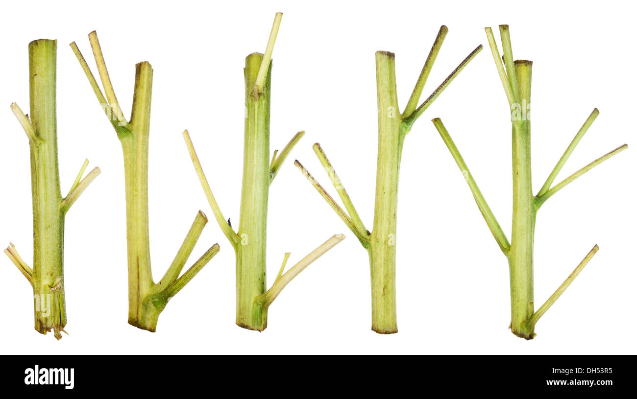 Verde trunk di semi di girasole per la Pasqua Foto Stock
