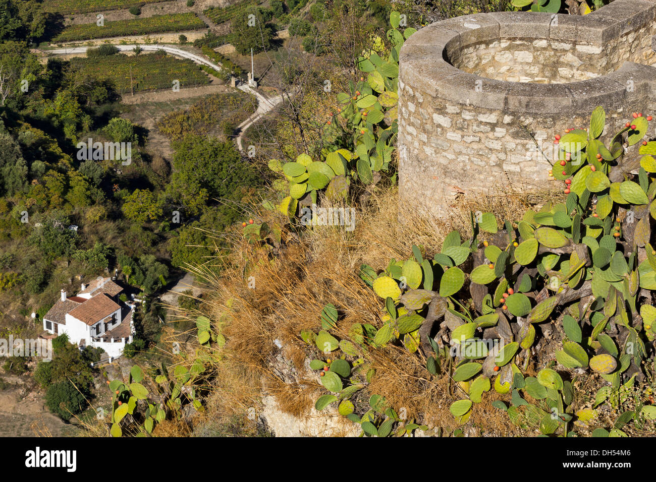 Ficodindia cactus [Opuntia] crescono sulle mura antiche della città di Ronda Andalusia Spagna Foto Stock