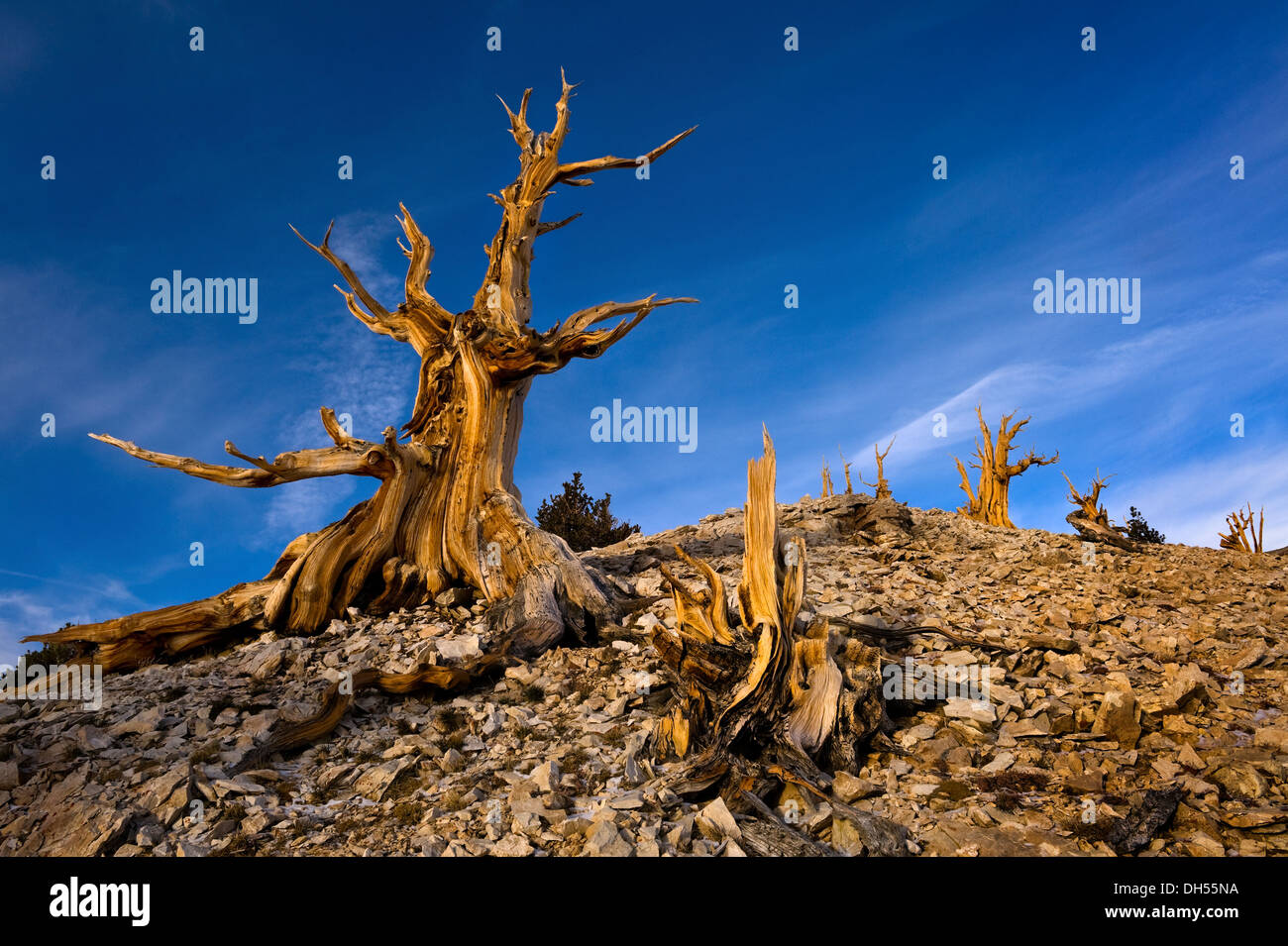 Bristlecone pini del Patriarca Grove, White Mountains, California Foto Stock