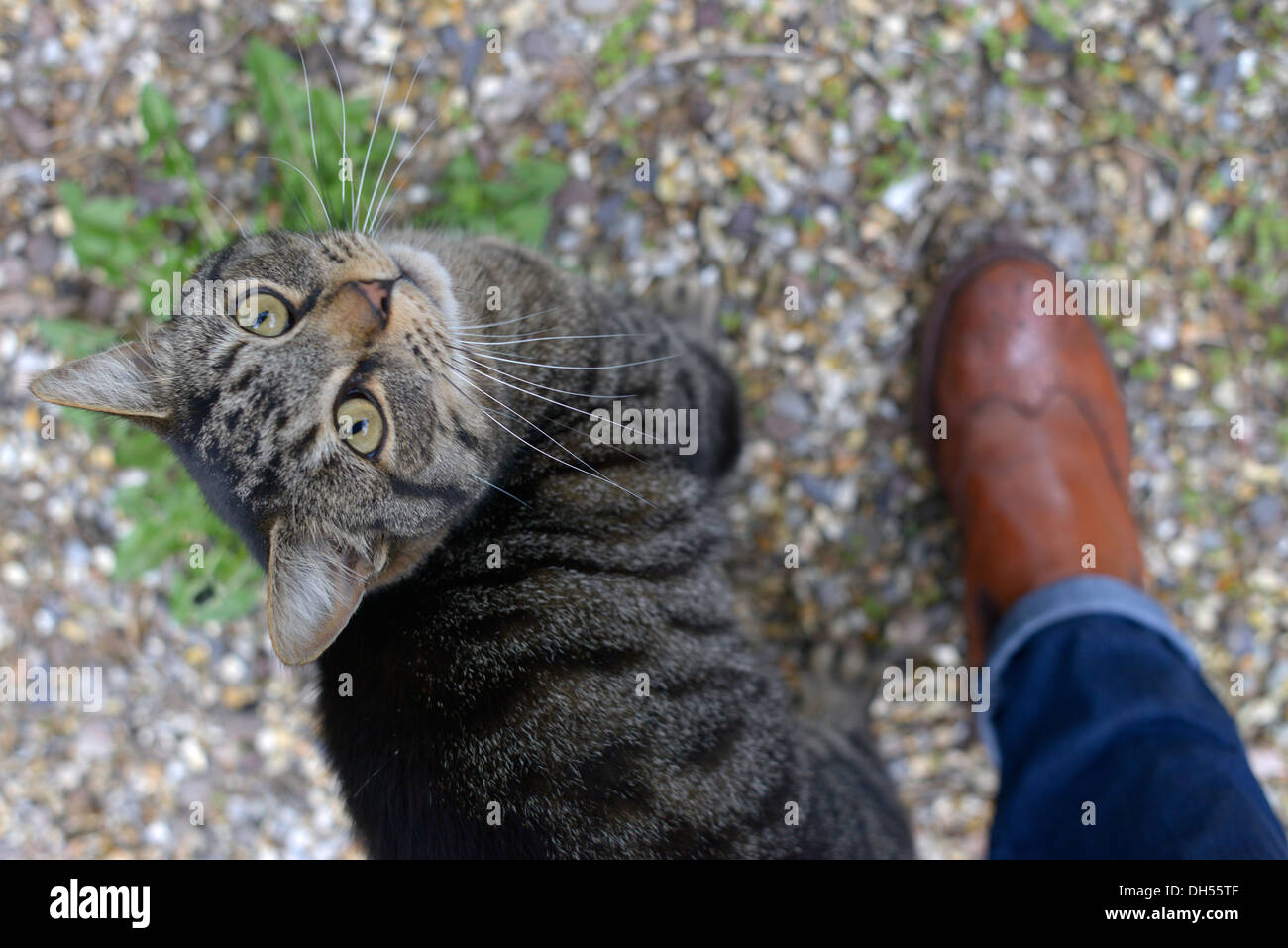 Il gatto domestico cercando di attenzione da parte di un uomo con jeans blu e tan Chelsea stivali, essi sono entrambi i piedi sulla ghiaia Foto Stock
