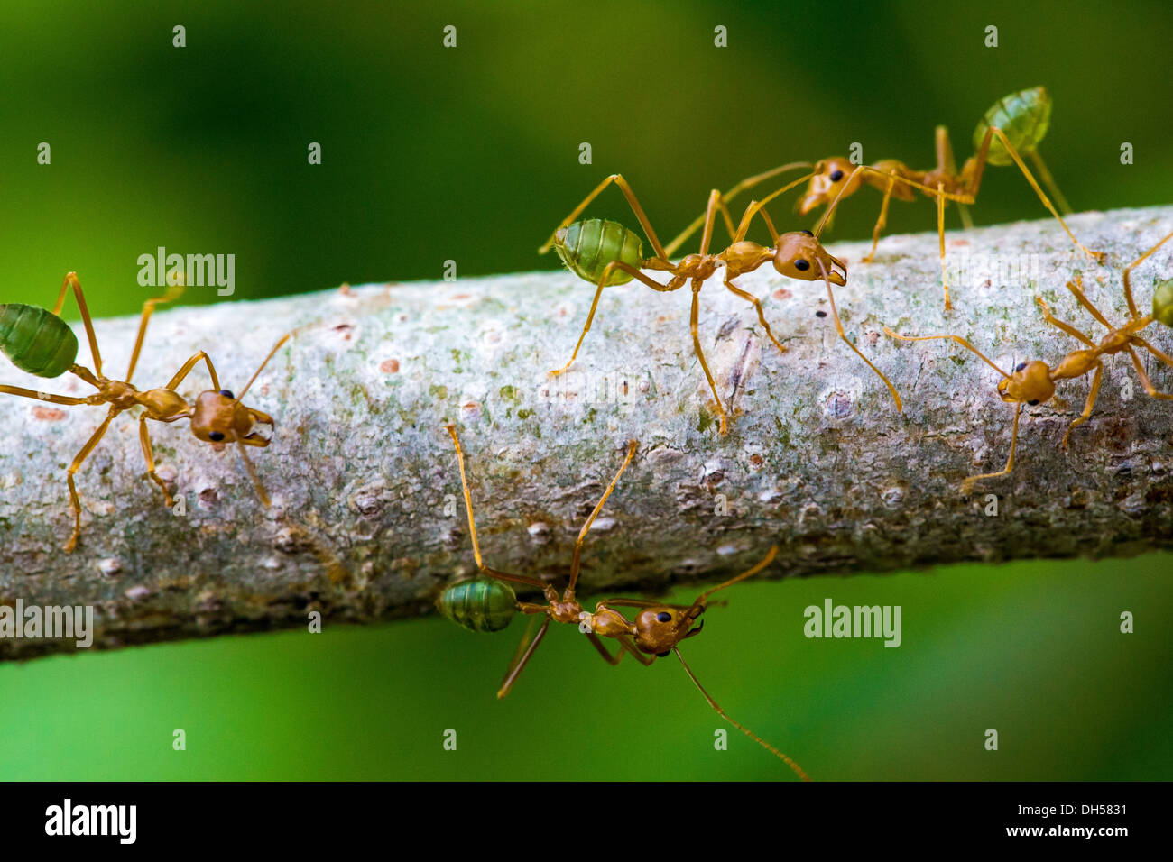 Green corposo formiche in Darwin Australia Foto Stock