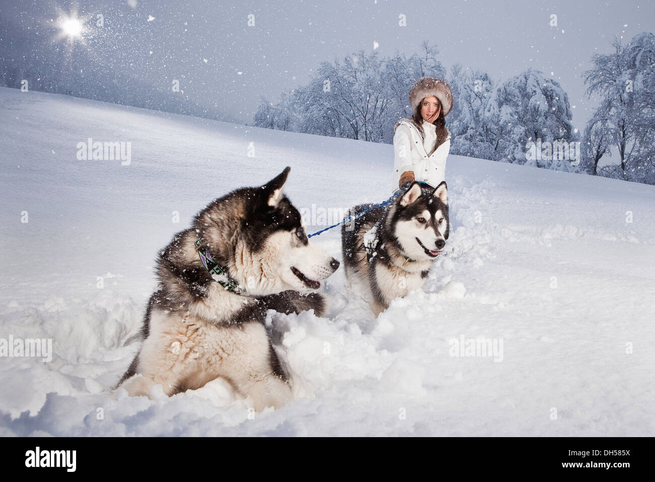 Giovane donna con huskies nella neve, Kolsassberg, Innsbruck-Stadt distretto, Tirolo del Nord, Tirolo, Austria Foto Stock