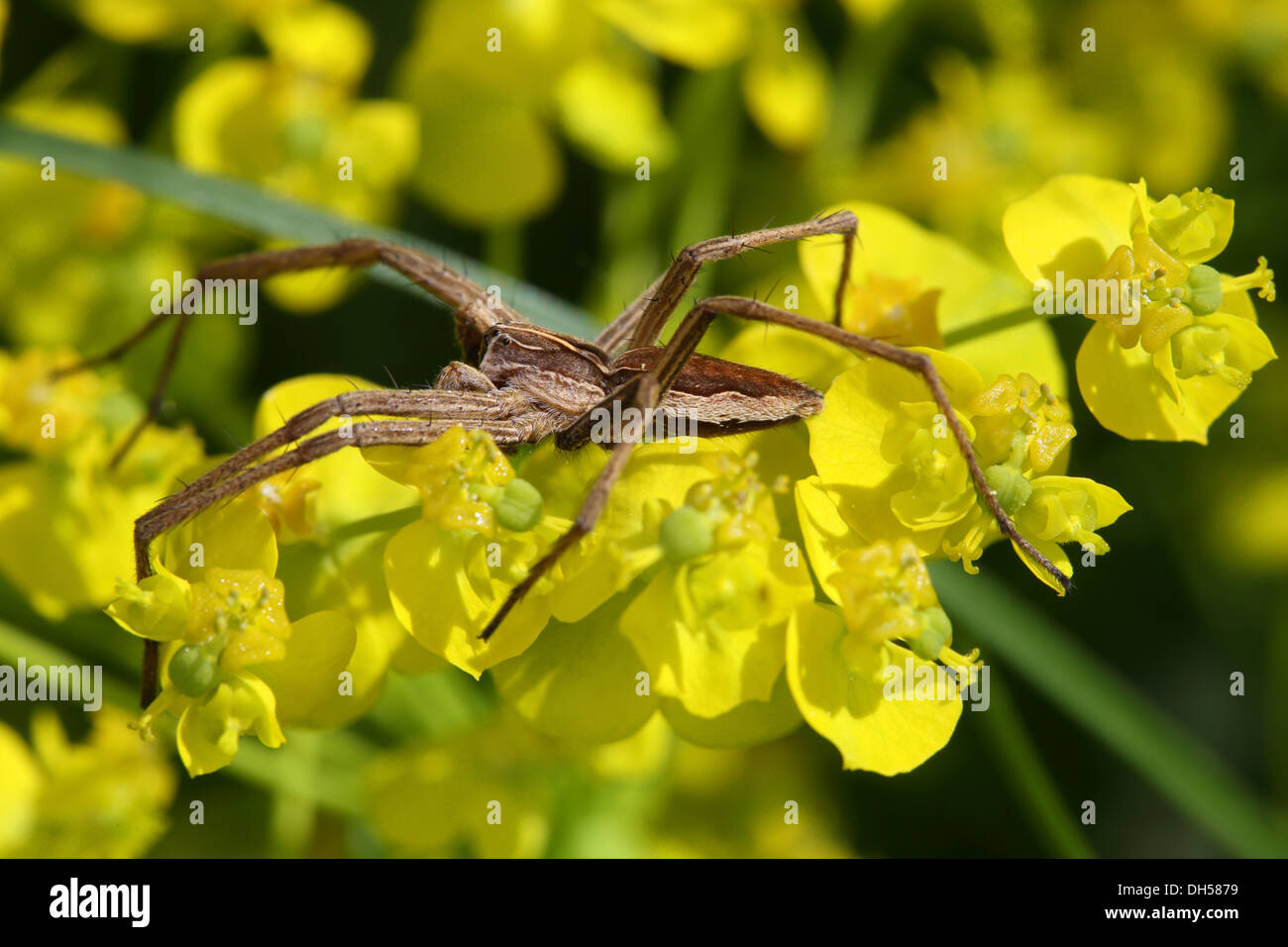 Pisauris mirabilis, vivaio spider web Foto Stock