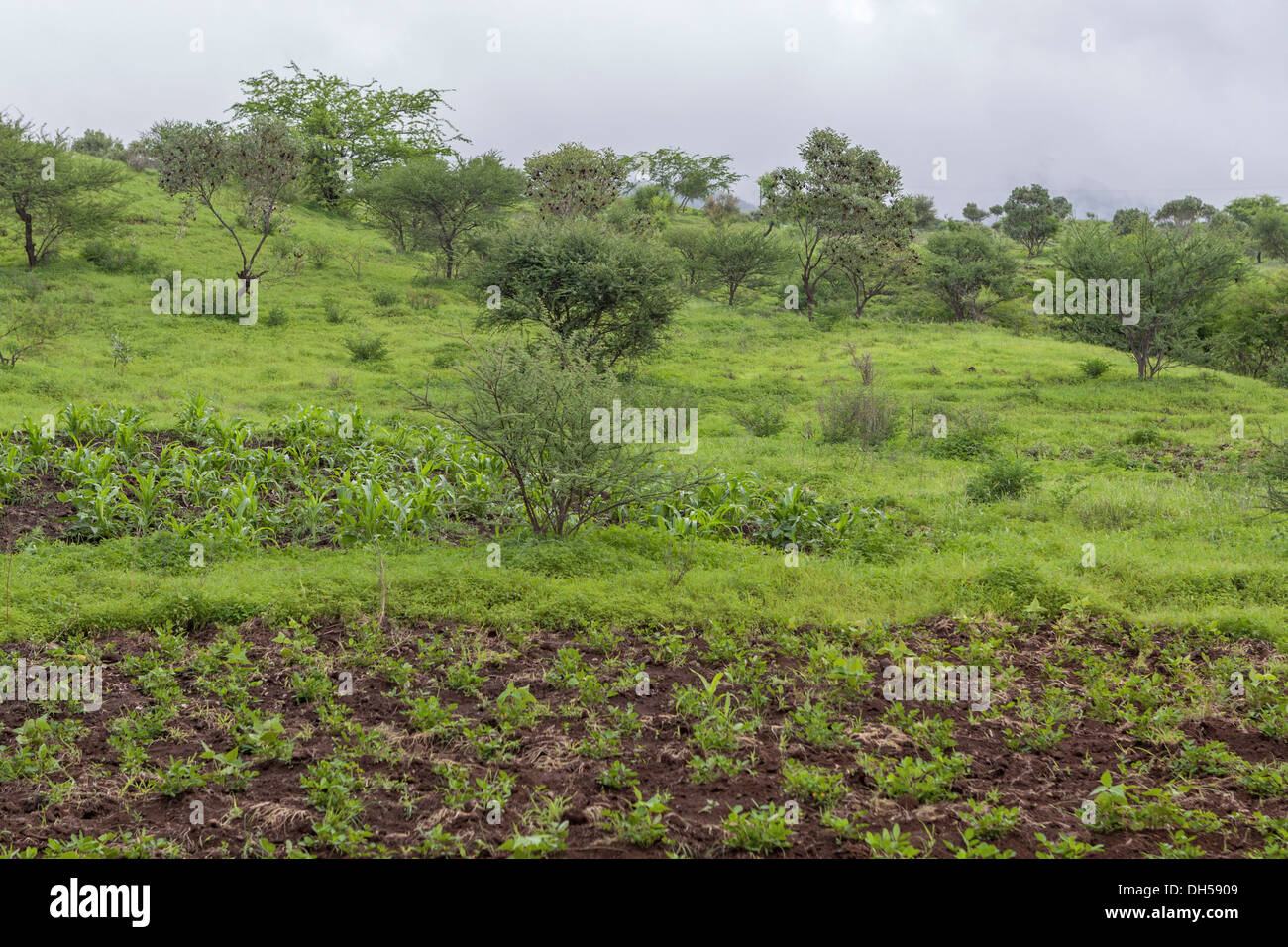 Campo di arachide, Isola di Fogo, Capo Verde Foto Stock