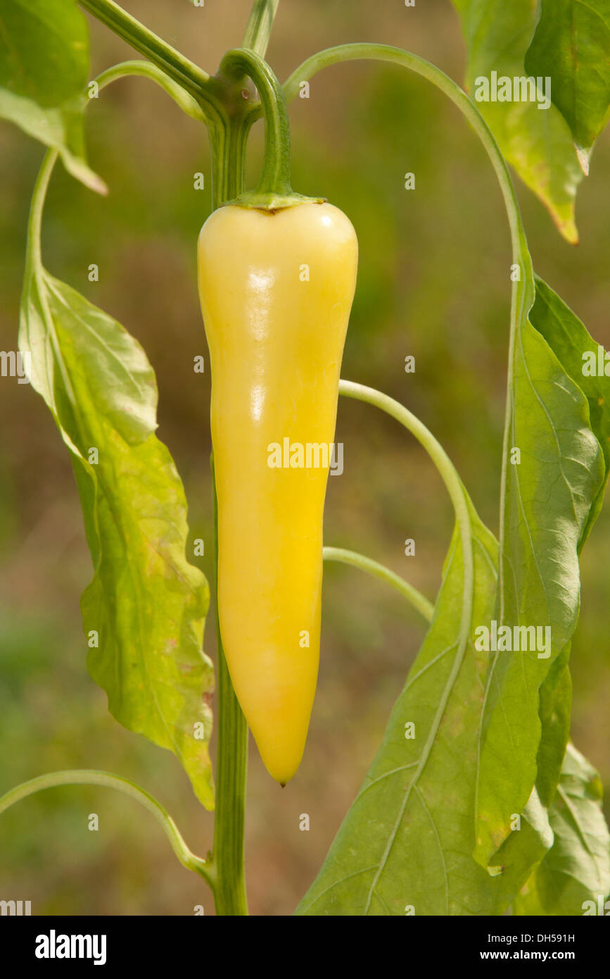 Banana pepe che cresce in giardino Foto Stock