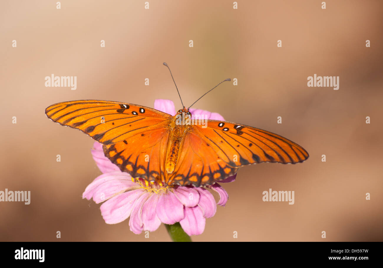 Arancione e nero Golfo Fritillary butterfly alimentazione su una rosa Zinnia fiore contro disattivato sullo sfondo di caduta Foto Stock