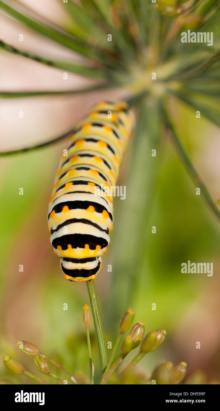 Orientale a coda di rondine nero alimentazione caterpillar nel suo ospite naturale, aneto Foto Stock