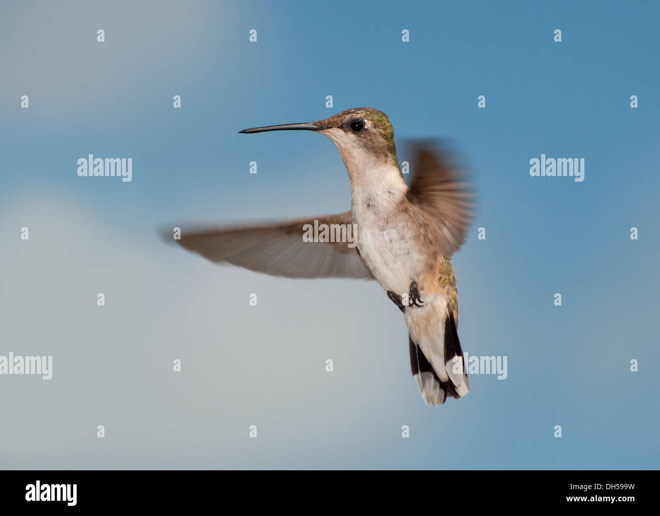 Femmina di Ruby-throated Hummingbird in volo, guardando il visore, contro parzialmente nuvoloso sky Foto Stock