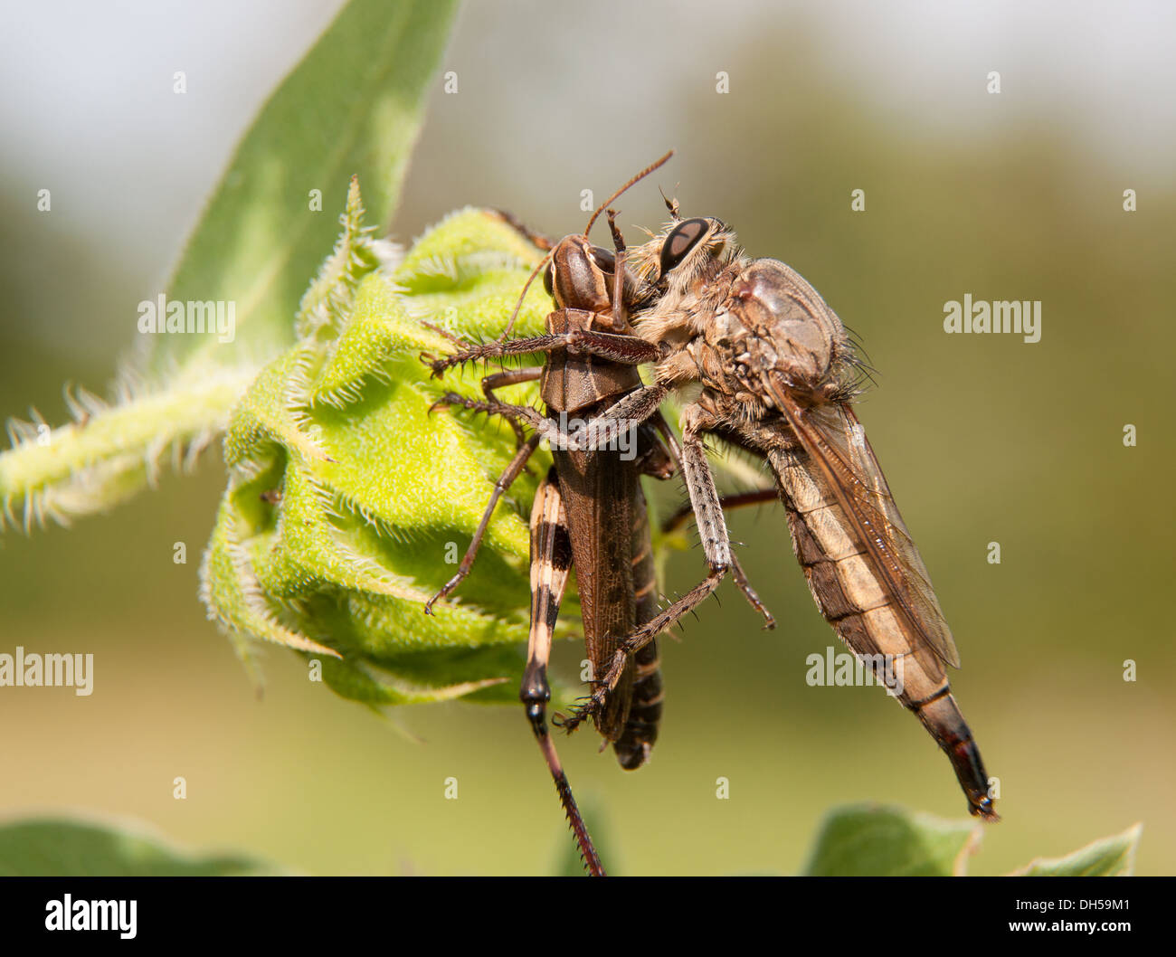 Giant Robber Fly assaporerete un grasshopper Foto Stock