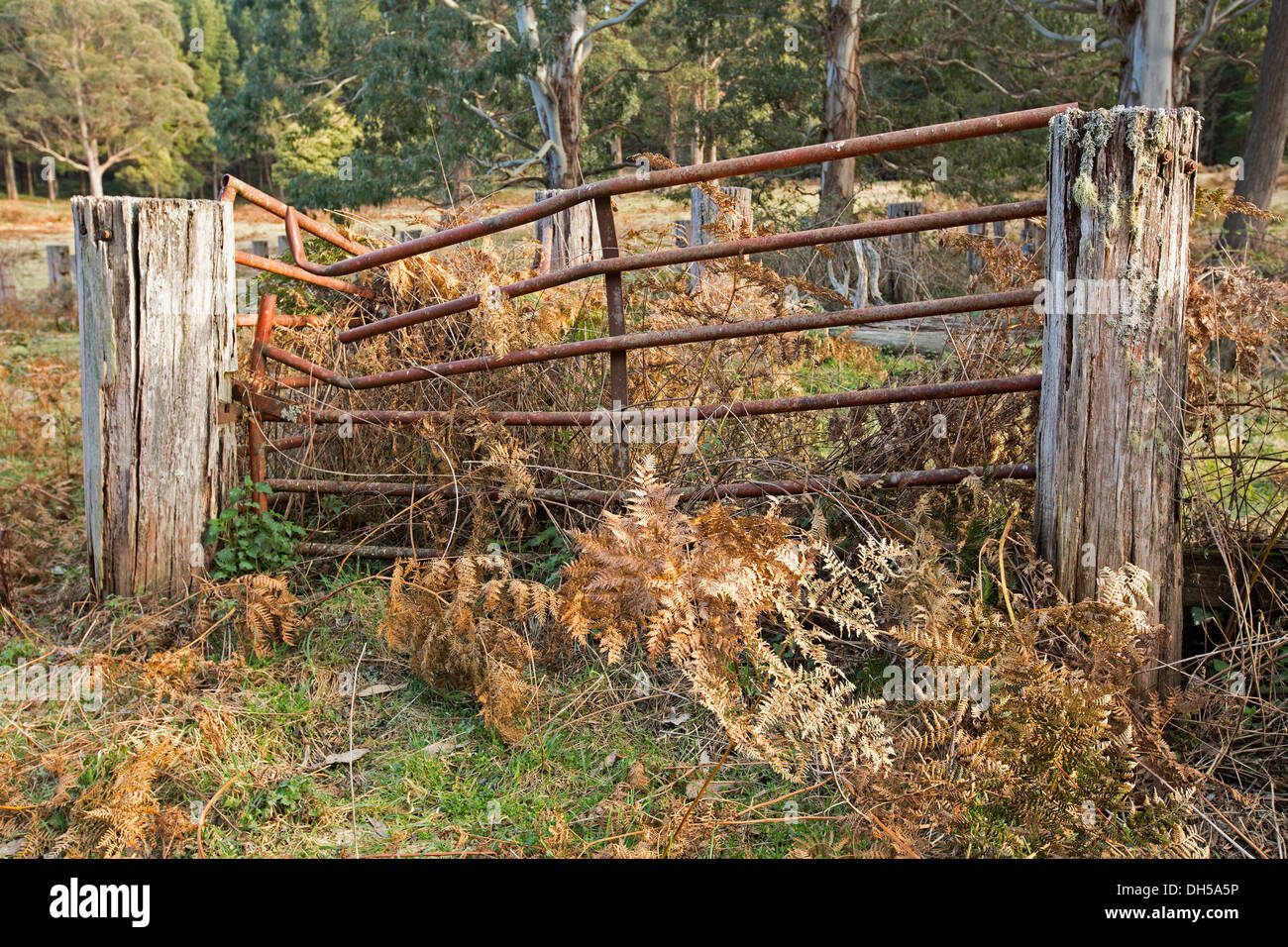 Vecchia fattoria arrugginito cancello in Nowendoc la foresta di stato circondato dal paesaggio di bracken e boschi , NSW Australia Foto Stock