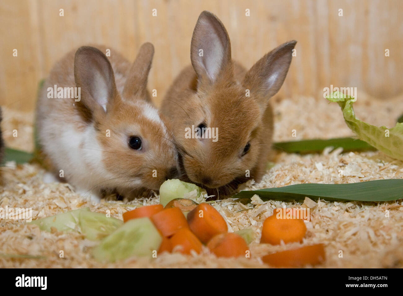 Conigli giovani mangiare lattuga e carote Foto Stock