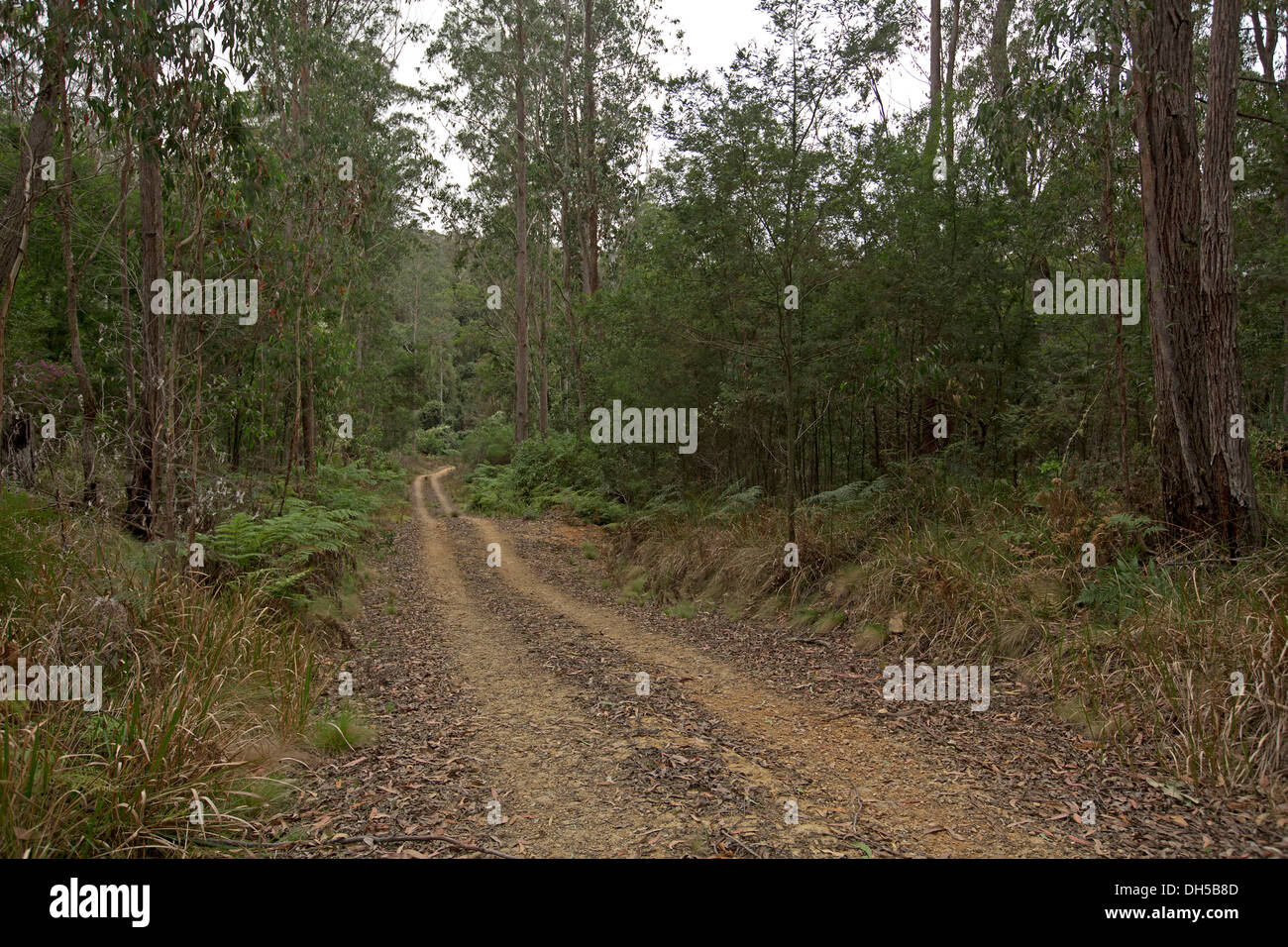 Paesaggio con carreggiata stretta infilzare attraverso fitte foreste con smeraldo felci arboree Nowendoc nel Parco Nazionale di NSW Australia Foto Stock