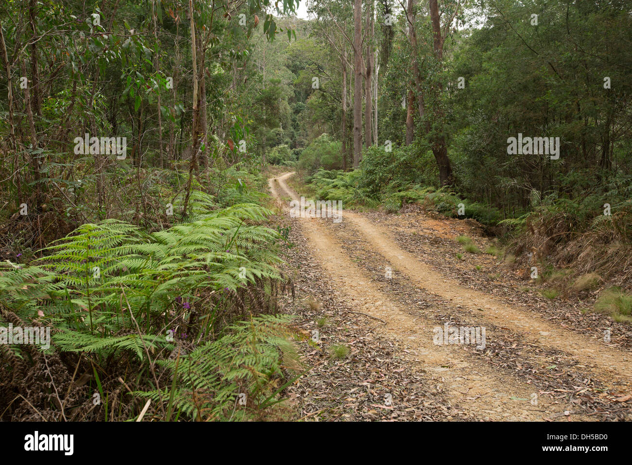 Paesaggio con carreggiata stretta infilzare attraverso fitte foreste con smeraldo felci arboree Nowendoc nel Parco Nazionale di NSW Australia Foto Stock
