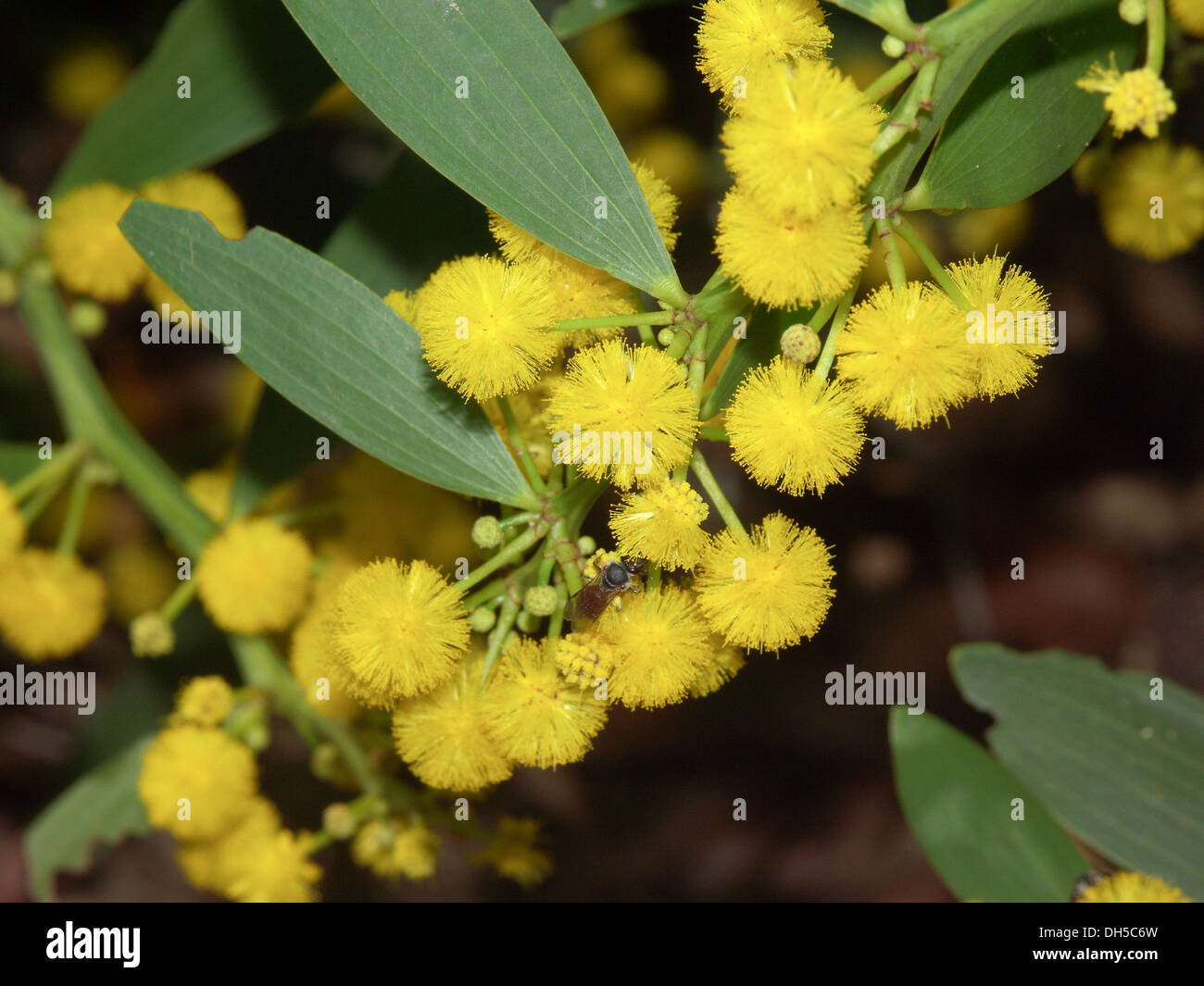 Cluster di colore giallo brillante e soffici e fiori blu / Verde foglie di fiori di bargiglio - un australiano Acacia specie su sfondo scuro Foto Stock