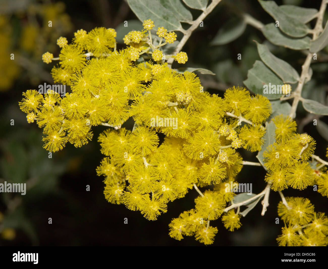 Cluster di colore giallo brillante e soffici e fiori blu / Verde foglie di fiori di bargiglio - un australiano specie di Acacia Foto Stock