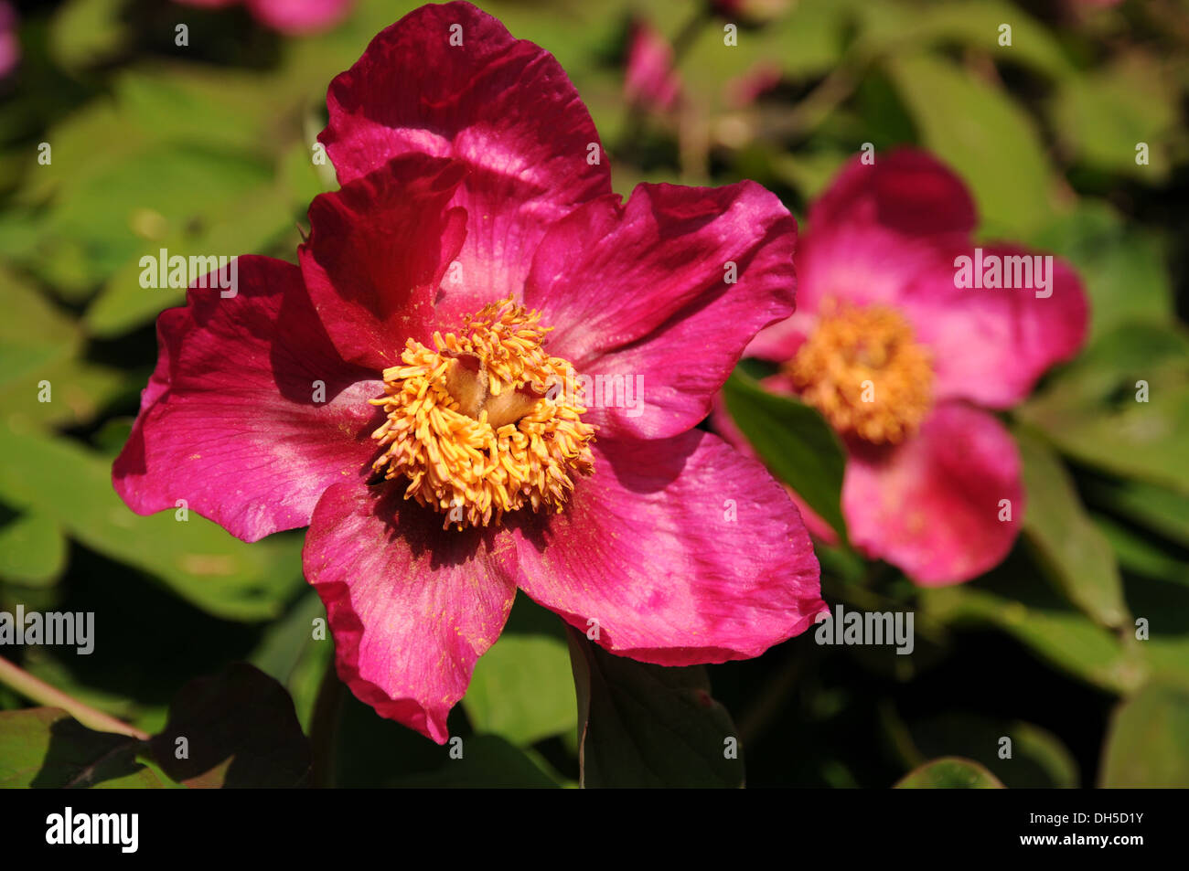 Peonia Foto Stock