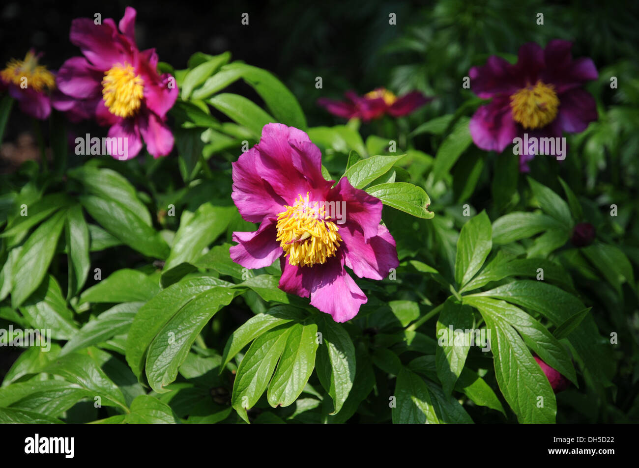 Peonia Foto Stock