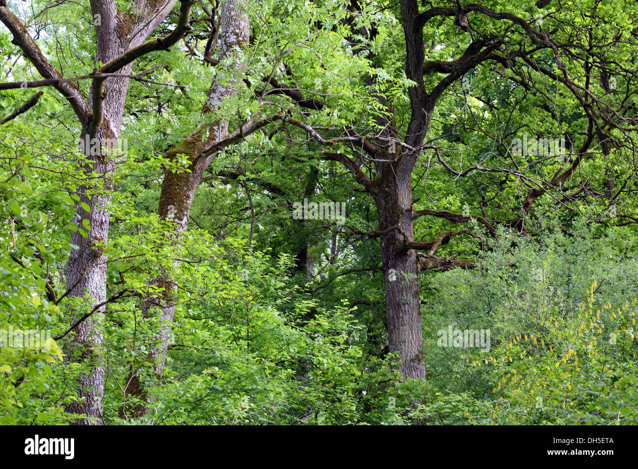 Alluvioni fluviali piano foresta, Germania Foto Stock