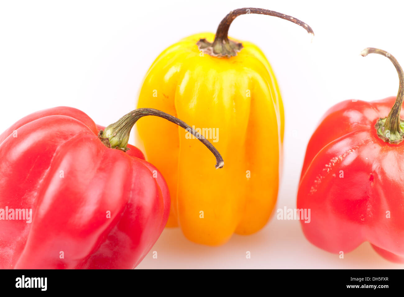 Primo piano di rosso e giallo scotch cofani Foto Stock