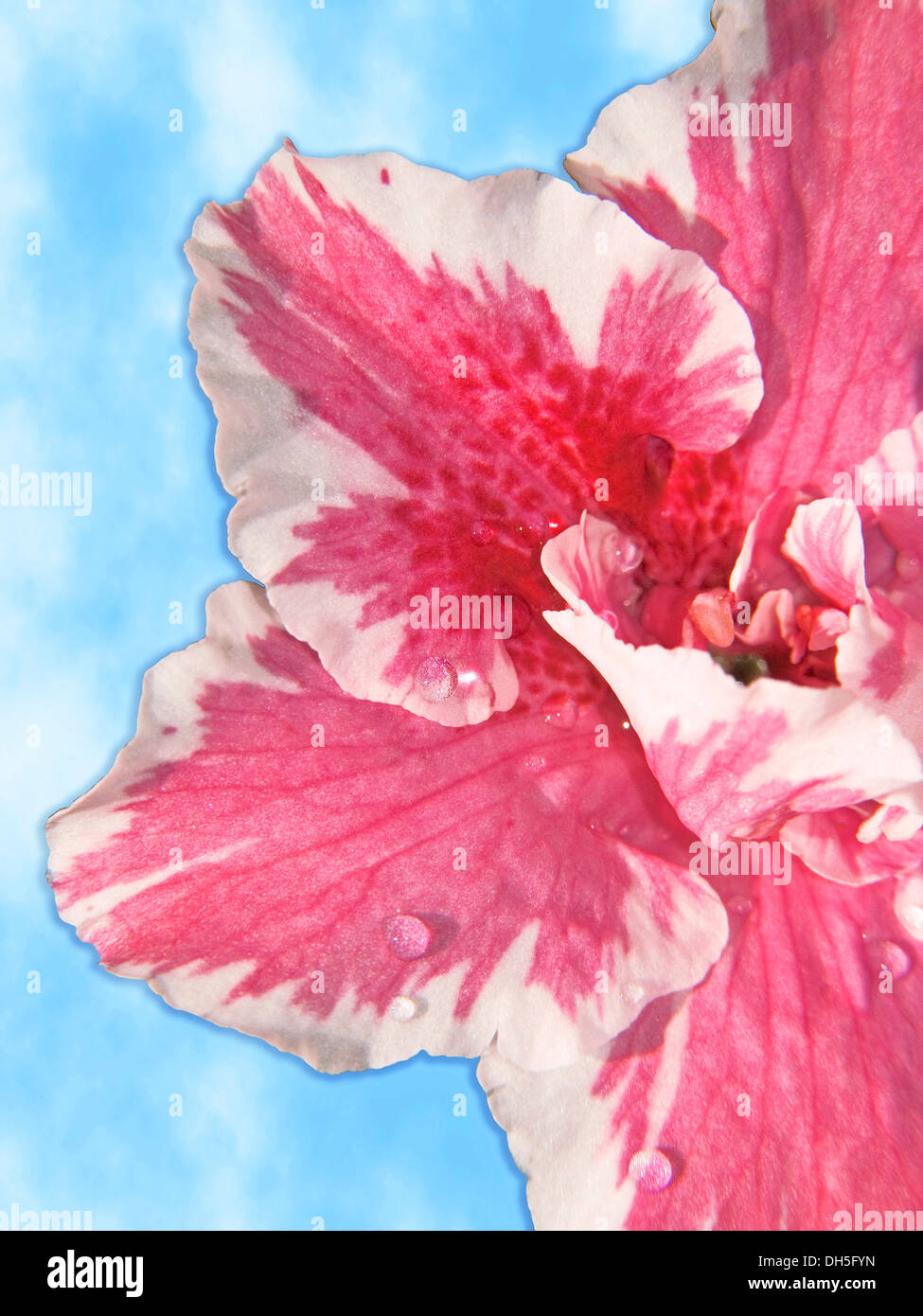 Primo piano della rosa e bianco fiore di Azalea indica 'Inga" con le gocce di pioggia su petali contro uno sfondo di cielo blu Foto Stock