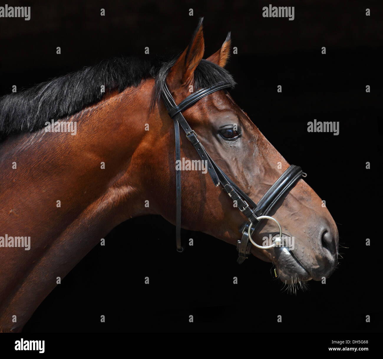 Oldenburg cavallo con briglia classica, chiave di basso ritratto su sfondo nero Foto Stock