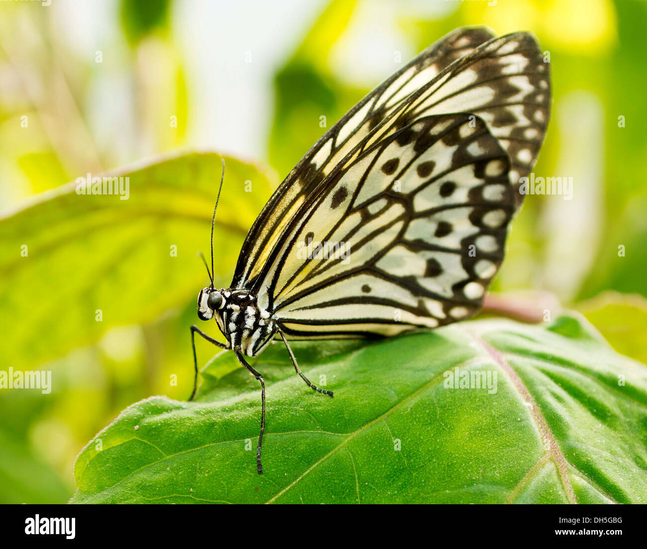 Una carta malese Kite butterfly appoggiata su una foglia Foto Stock