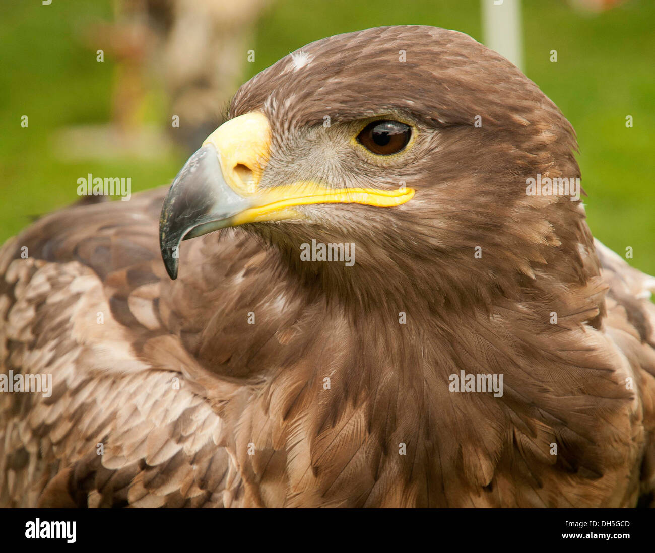 Un'aquila d'oro Foto Stock