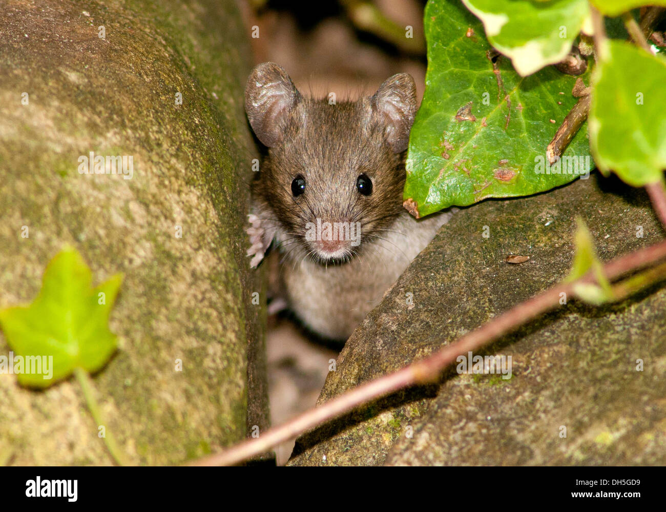 Un mouse guardando fuori tra due pietre Foto Stock