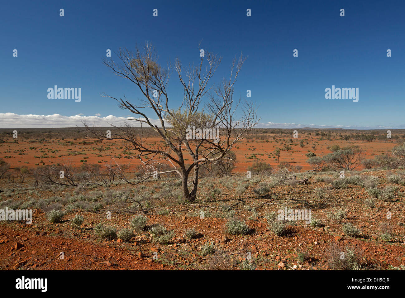 Outback australiano paesaggio con albero solitario sul vasto brulle pianure rosso stretching al cielo blu e lontano orizzonte SA Foto Stock