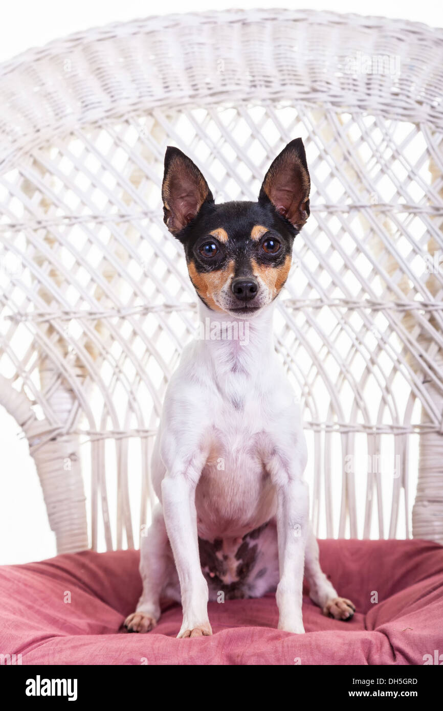 Toy Fox Terrier ritratto in studio. Foto Stock