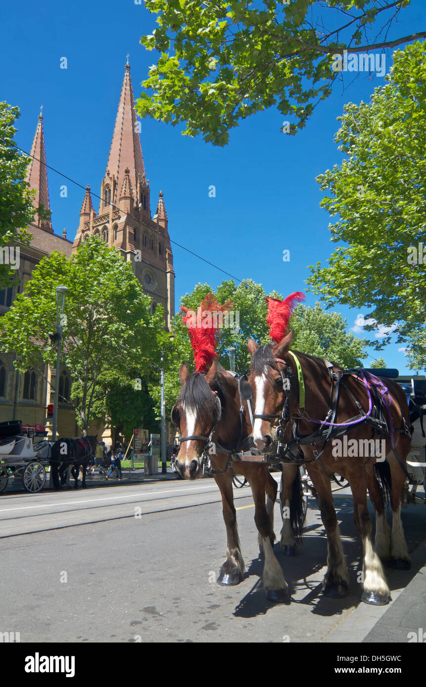 Cavallo e Carrozza davanti alla Cattedrale di San Paolo a Melbourne in Australia Foto Stock