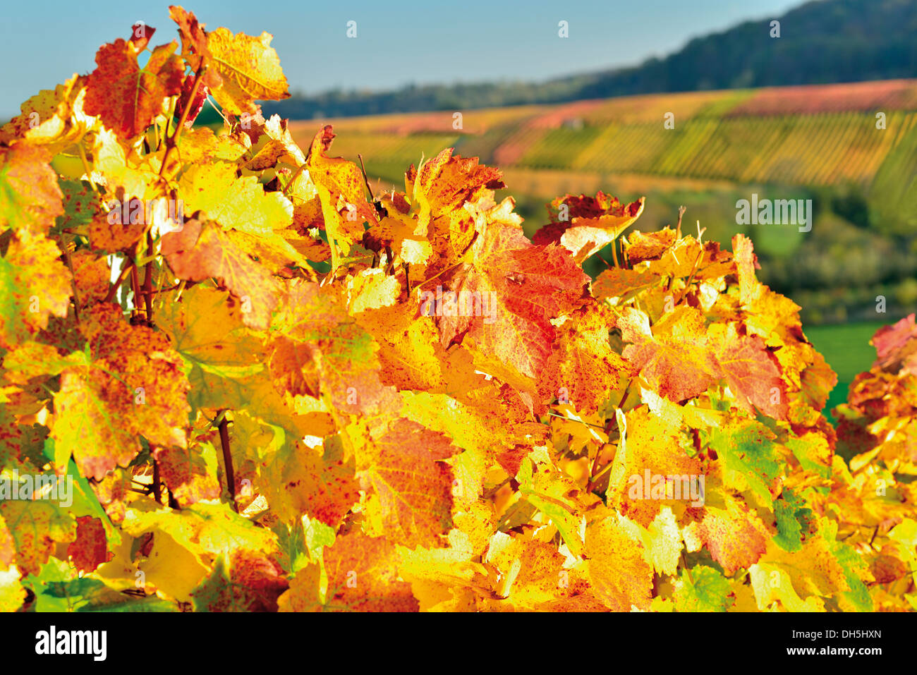 Germania, Baden-Württemberg: foglie di vite con caldi colori autunnali dei vigneti Weinsberg nello scorso ottobre sun Foto Stock