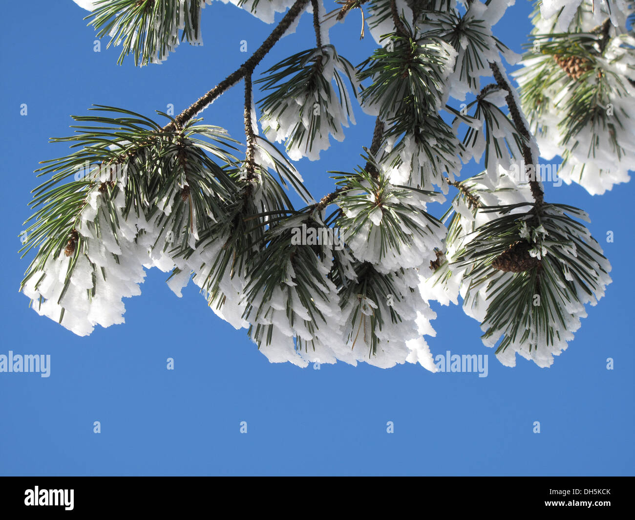 La conifera coperto con la neve e il paesaggio invernale Foto Stock