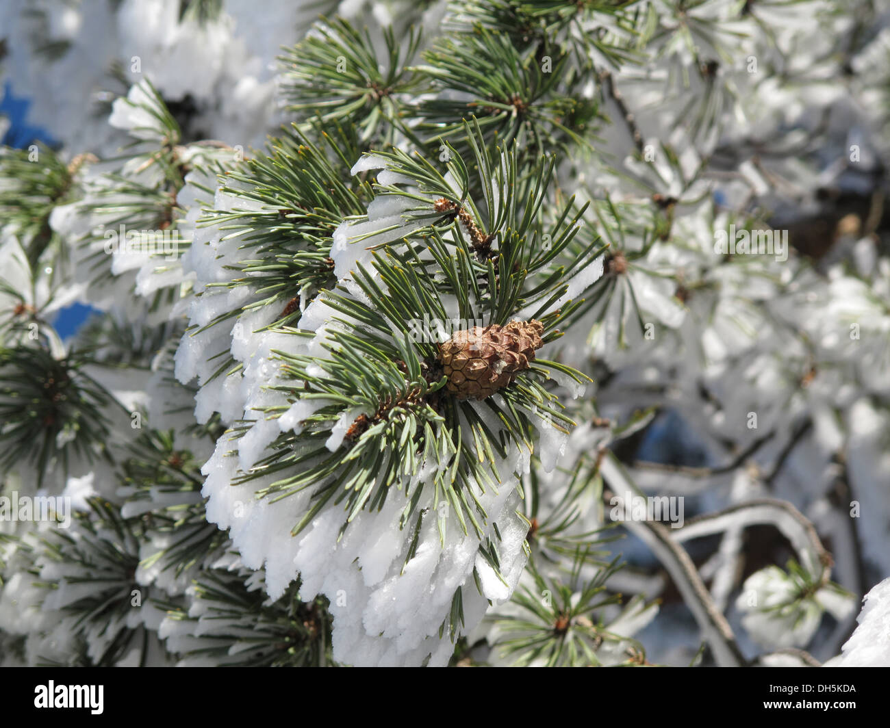 La conifera coperto con la neve e il paesaggio invernale Foto Stock
