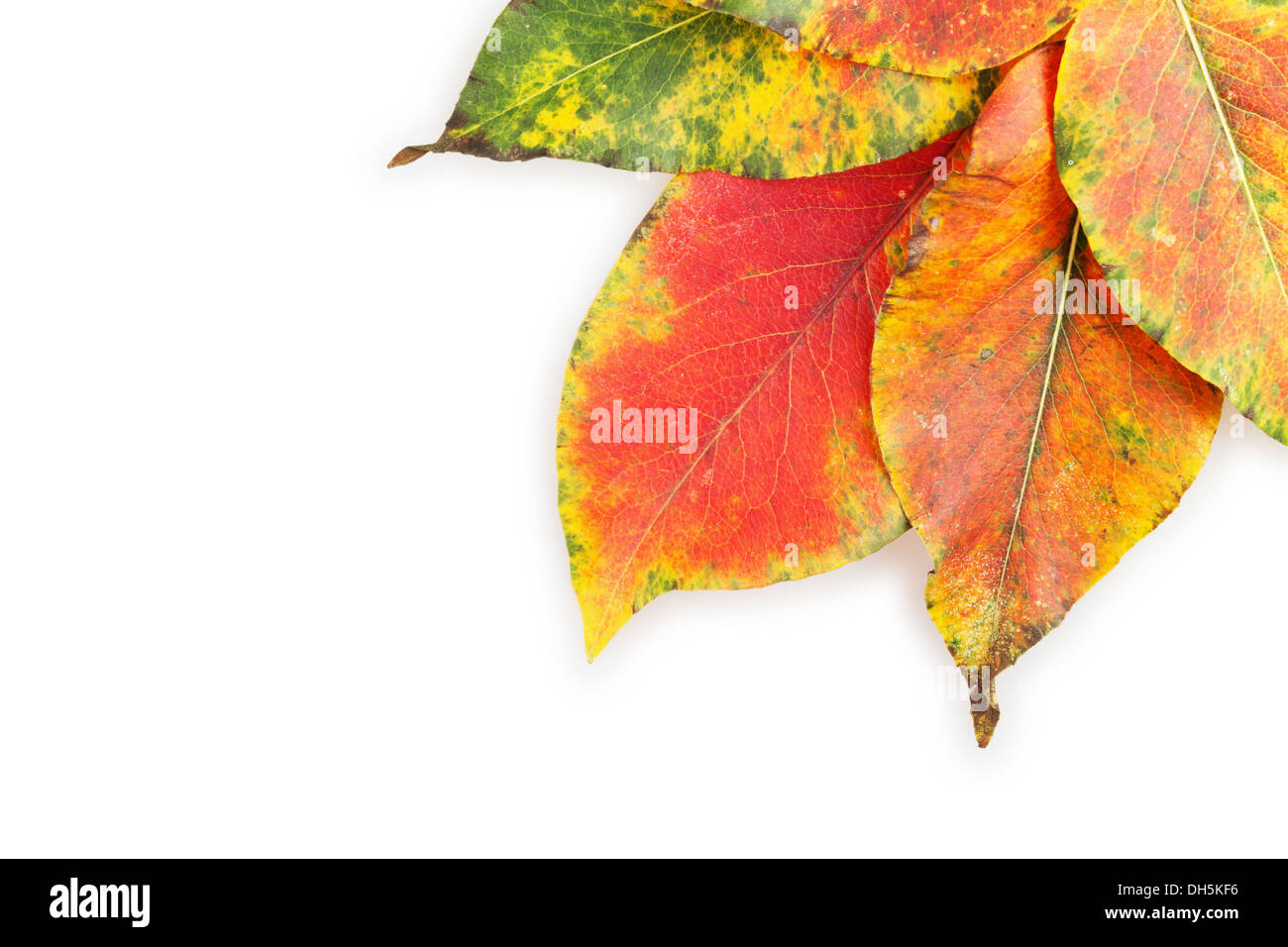 Foglie di autunno su sfondo bianco Foto Stock
