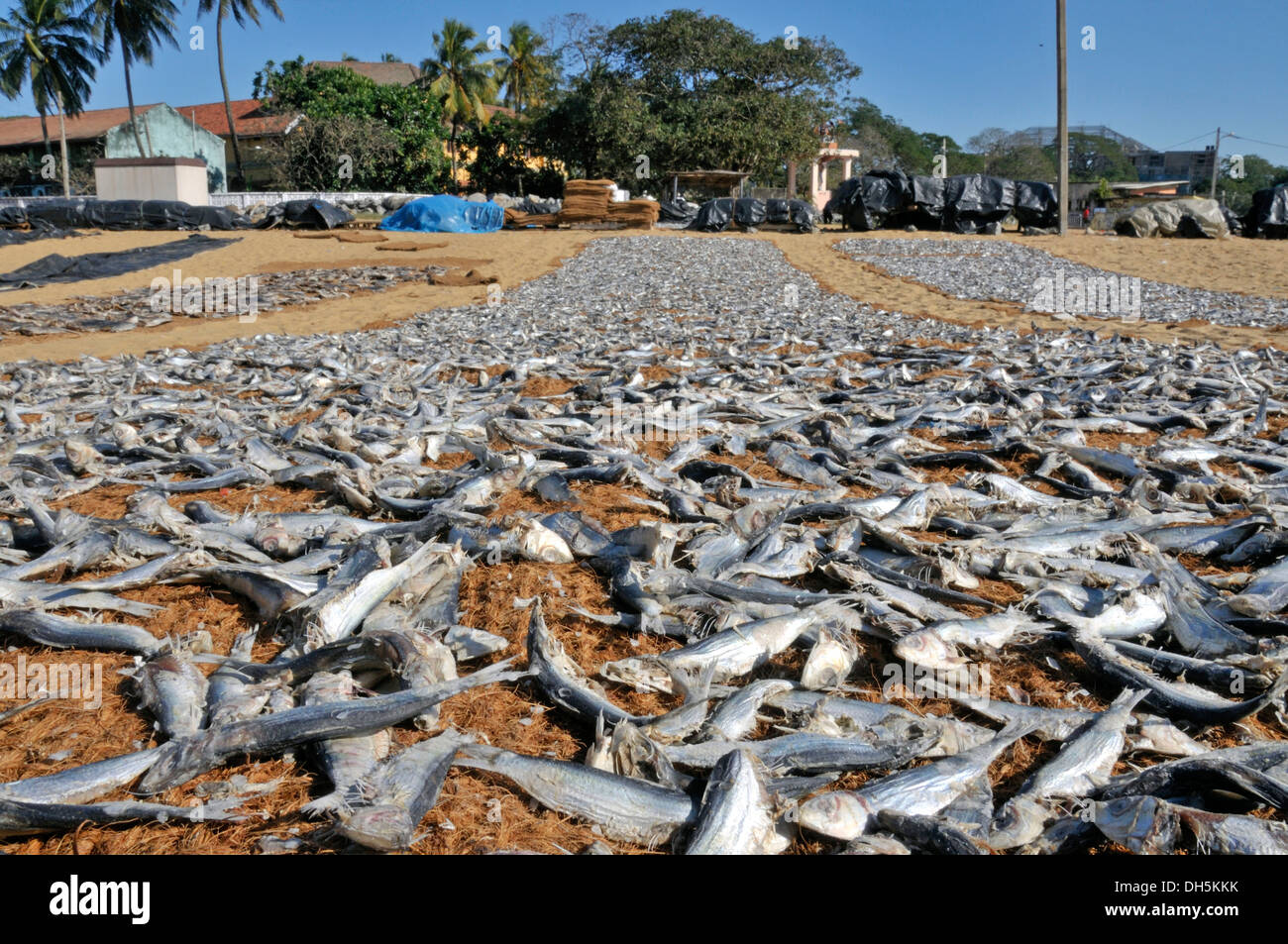 Pesci secchi, pesce essiccazione su stuoie di cocco sulla spiaggia, Negombo, Sri Lanka, Sud Asia, Asia Foto Stock