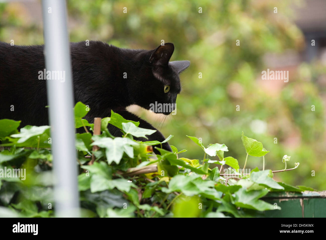 Domestico gatto nero aggirava lungo una parete del giardino. Foto Stock