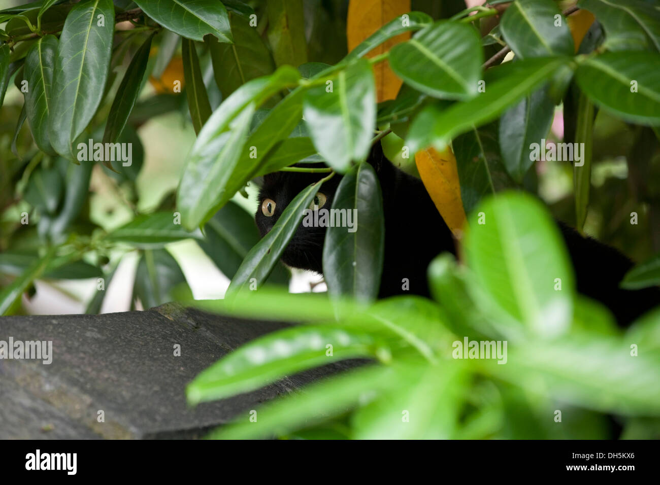 Domestico gatto nero nascondendo fogliame di piante in un giardino. Foto Stock