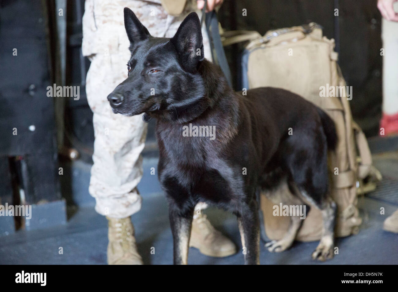 Jony, un militare di cane da lavoro con il ventiduesimo Marine Expeditionary Unit (MEU), arriva con il suo gestore, U.S. Marine Corps Cpl. Pat Foto Stock
